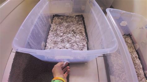 In the coco coir tek, the user is using 5 quarts of spawn to about 5 quarts worth of verm / coir/ h20 mix, so about a 1:1 ratio of spawn to substrate. . How many flushes from a monotub
